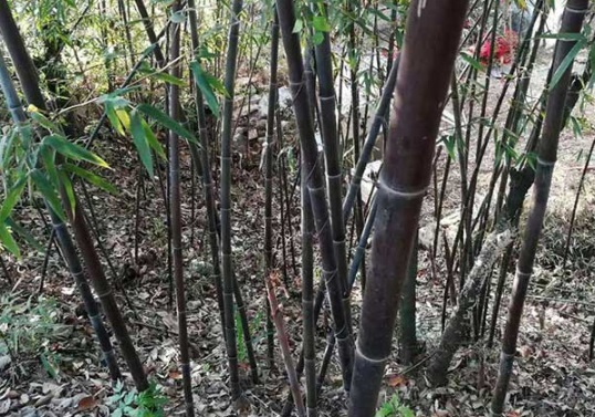 1632970851700218.jpg image.jpg