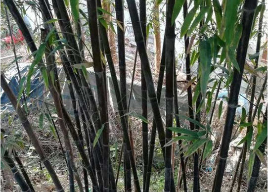 1632970861379269.jpg image.jpg