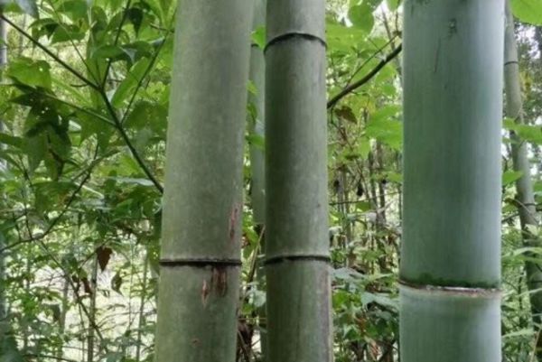 竹子 竹子