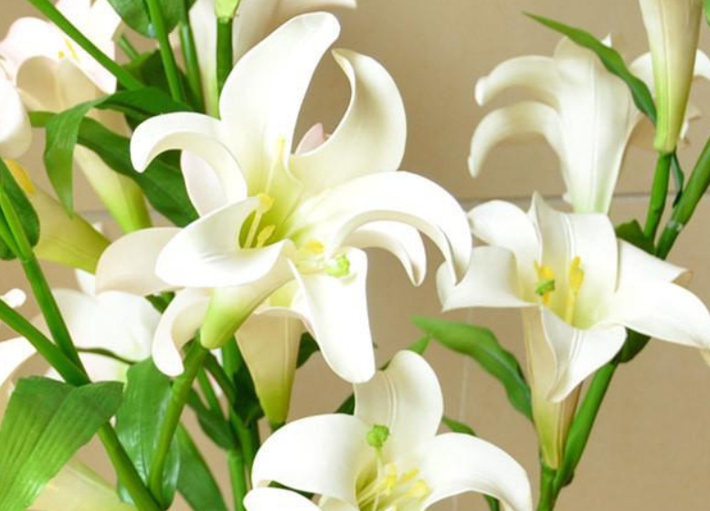 1633507409100521.jpg 百合花111.jpg