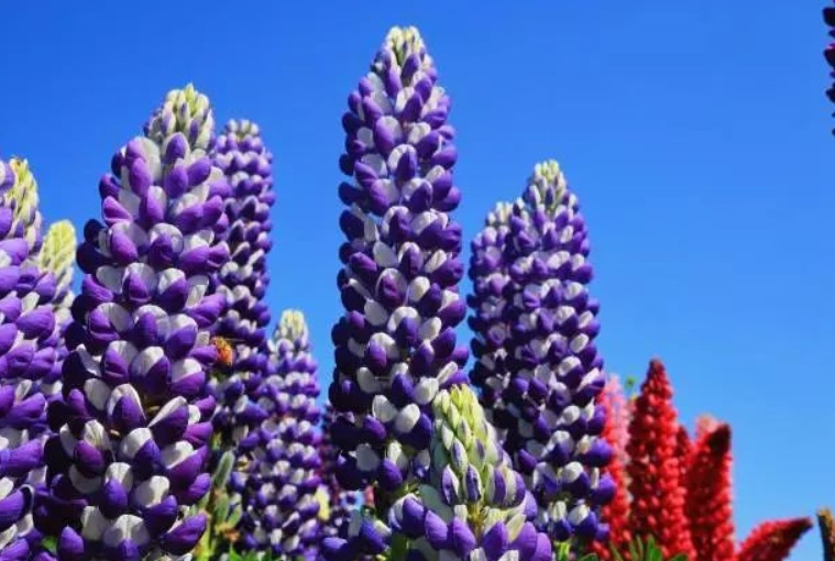 1633508969496152.jpg 魯冰花33.jpg