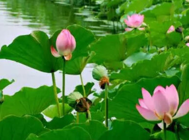 1633509165758553.jpg 荷花111.jpg