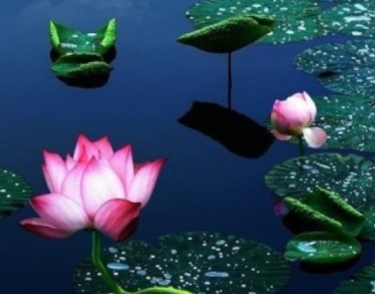 1633509180634397.jpg 荷花22222.jpg