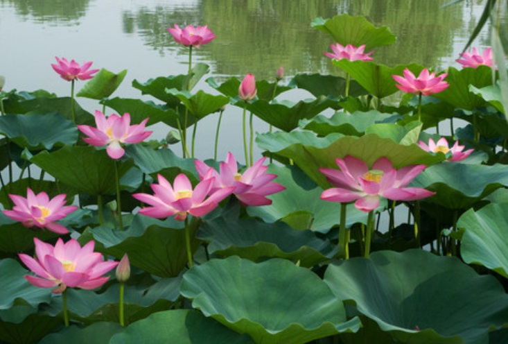 1633509191679825.jpg 荷花3333.jpg