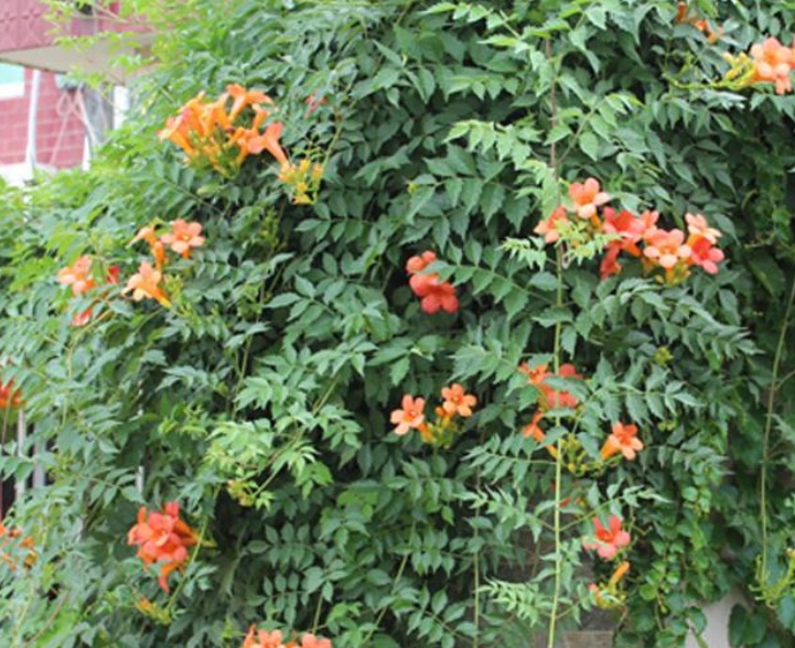 1633510996391377.jpg 美國凌霄22222.jpg