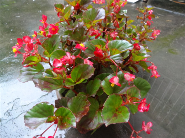 四季海棠 四季海棠
