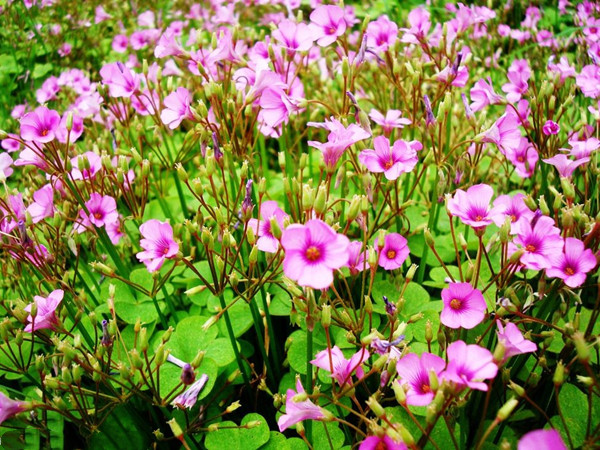 紅花酢漿草 紅花酢漿草
