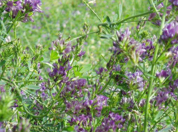 1633661185421226.jpg image.jpg