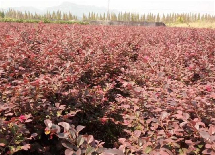 紅花繼木 紅花繼木