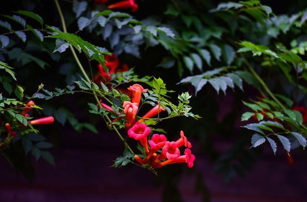 1633760713140356.jpg image.jpg