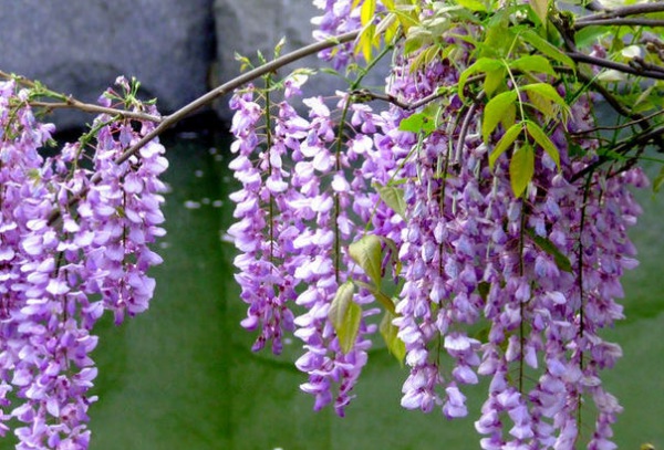 1633762037147888.jpg image.jpg