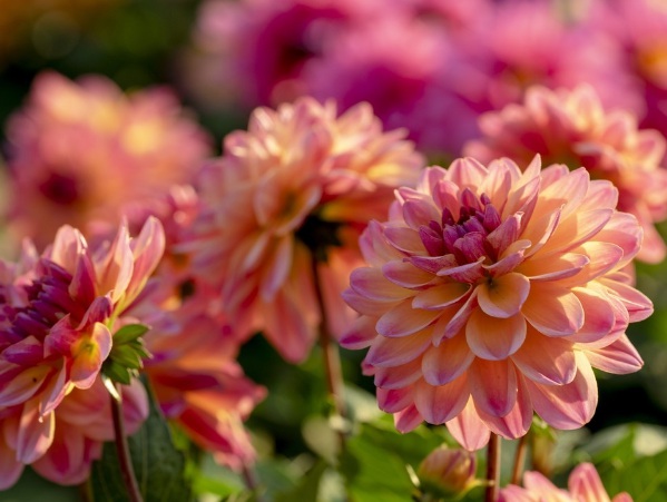 1633762241125559.jpg image.jpg