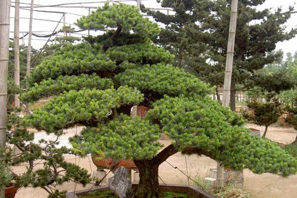 五針?biāo)? width= 五針?biāo)?/></p><p style=