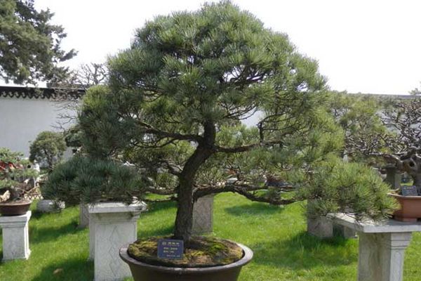 五針?biāo)? width= 五針?biāo)?/></p><p style=