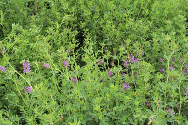 紫花苜蓿 紫花苜蓿