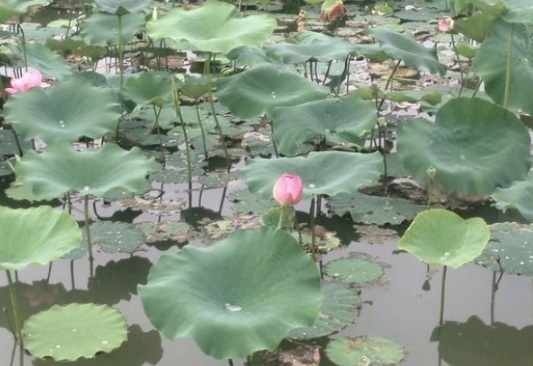 1634104468420466.jpg image.jpg