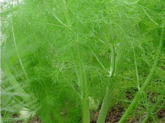 1634107519392529.jpg image.jpg