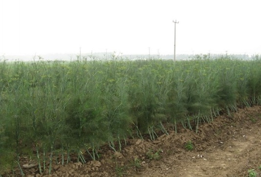 1634107529338775.jpg image.jpg