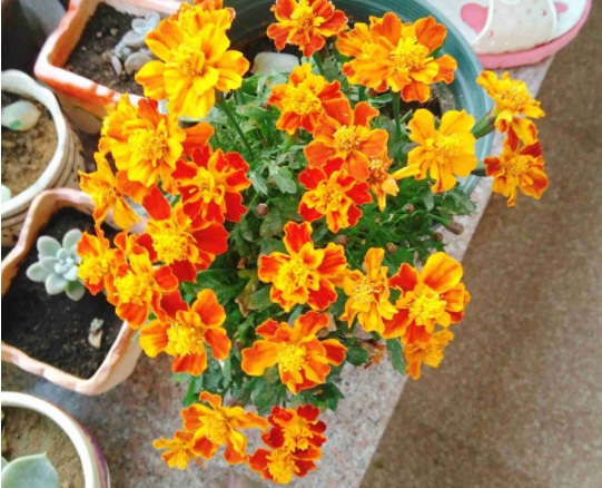 1634108666387937.jpg image.jpg