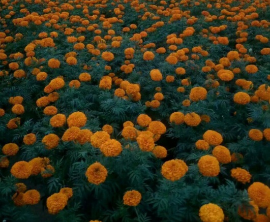 1634108687939692.jpg image.jpg