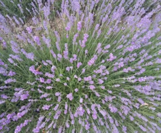 1634109501557348.jpg image.jpg