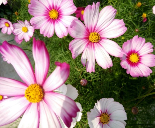 1634110760871691.jpg image.jpg