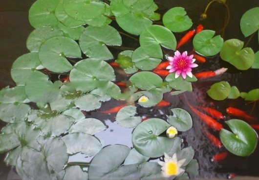 1634110894822265.jpg image.jpg