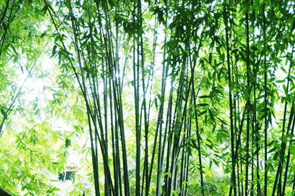竹子