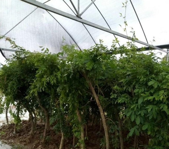 1634118457756762.jpg 圖片.jpg