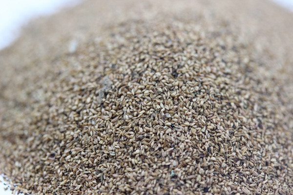 千屈菜種子 千屈菜種子