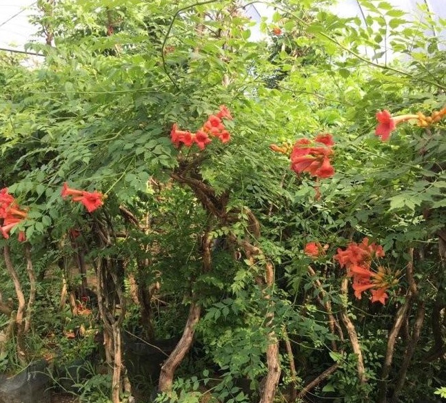 1634120660614790.jpg 圖片.jpg