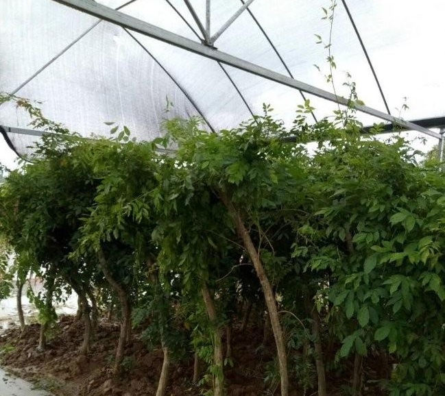 1634120677226626.jpg 圖片.jpg