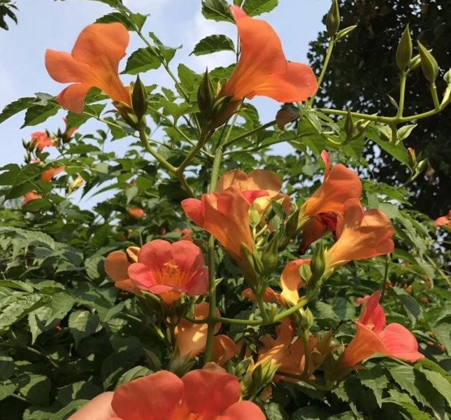 1634120693491604.jpg 圖片.jpg