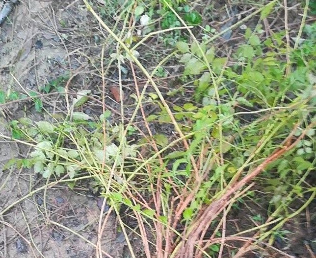 1634120982907623.jpg 圖片.jpg