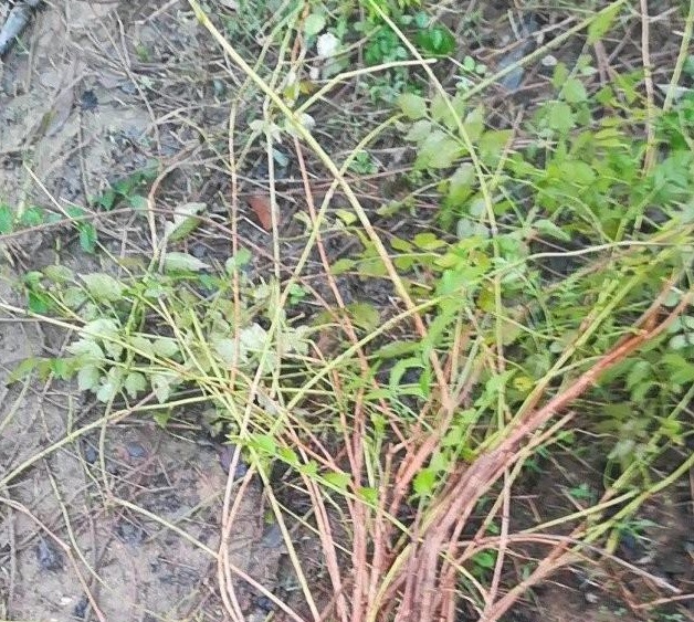 1634122036653307.jpg 圖片.jpg