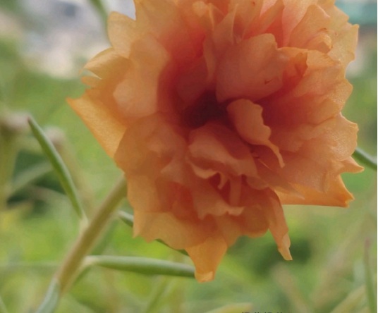 1634192748360661.jpg image.jpg