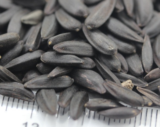 1634194893427759.jpg image.jpg