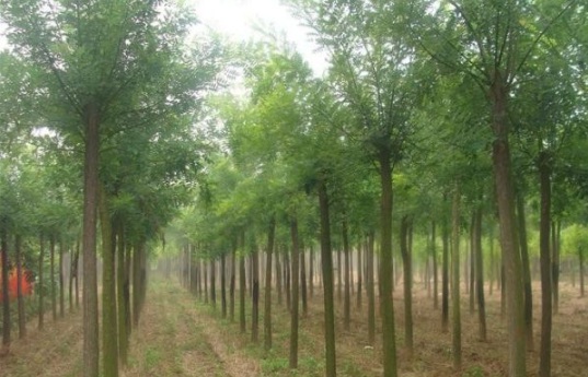 1634195002909499.jpg image.jpg