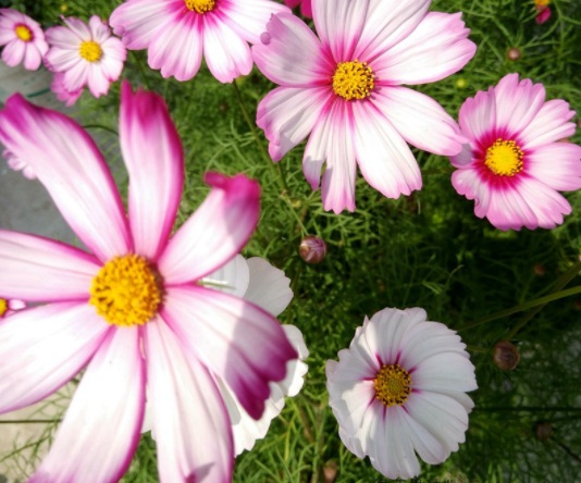 1634195345699875.jpg image.jpg