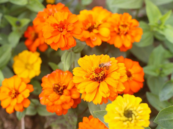 矮百日草 矮百日草