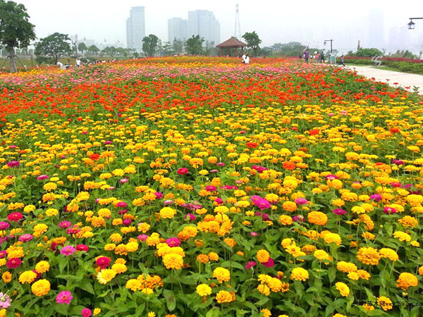 矮百日草 矮百日草