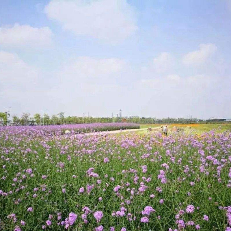 1634305364462204.jpg dcb63de1fbf280682cbc00504e95cdd1_1593959762254702.jpg