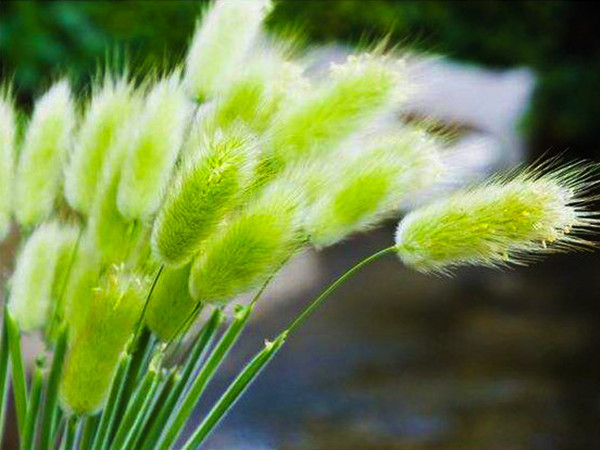 狗尾巴草 狗尾巴草