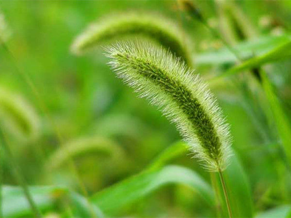 狗尾巴草 狗尾巴草