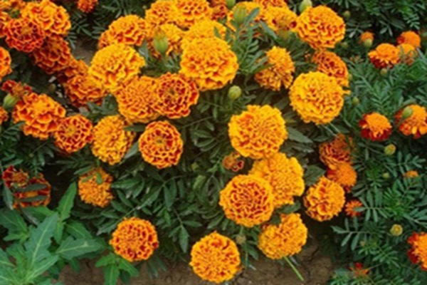 1634311832943546.jpg 1634311832943546.jpg