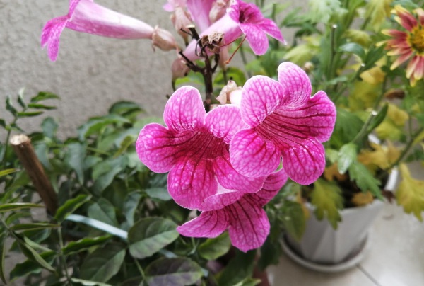 1634348670825392.jpg image.jpg