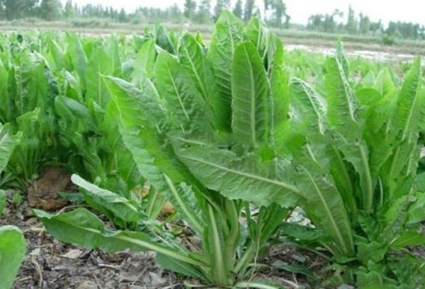 1634360513788355.jpg image.jpg