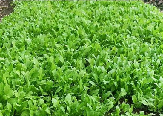 1634360591332919.jpg 1634360591332919.jpg