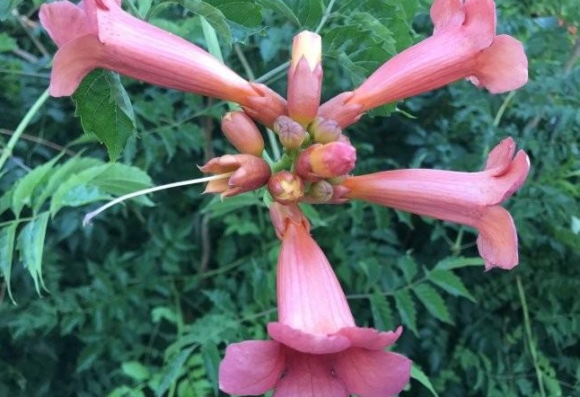 1634463725532965.jpg 圖片.jpg