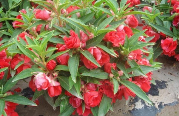 1576381749185713.jpg 2.jpg